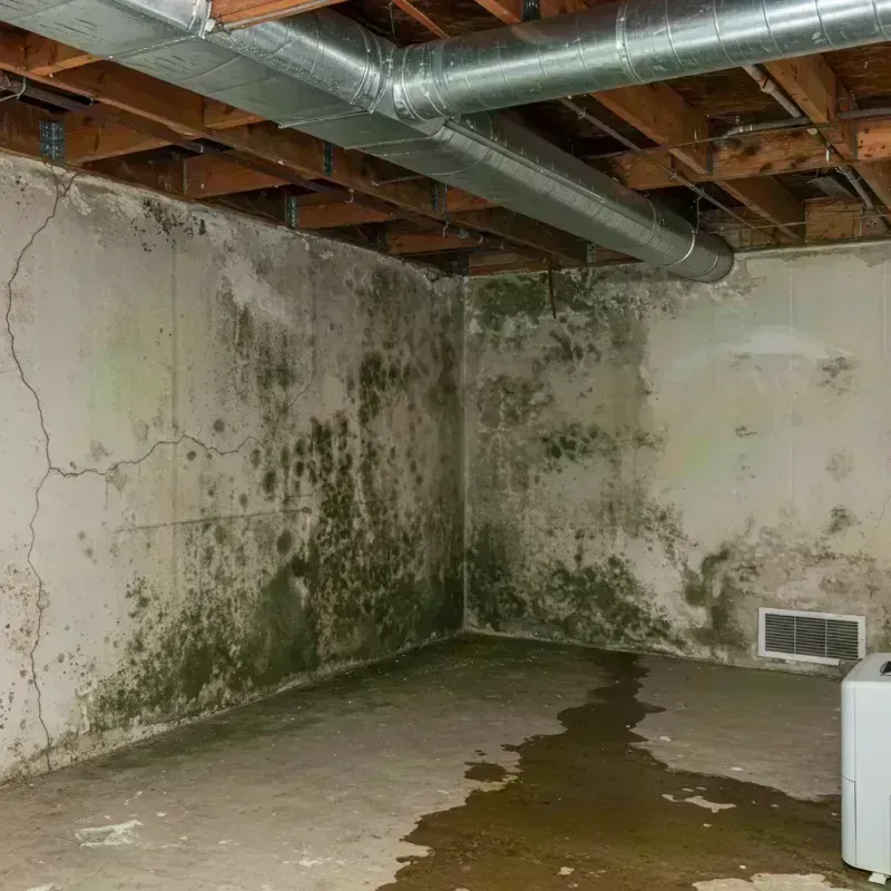 Professional Mold Removal in Holland, TX